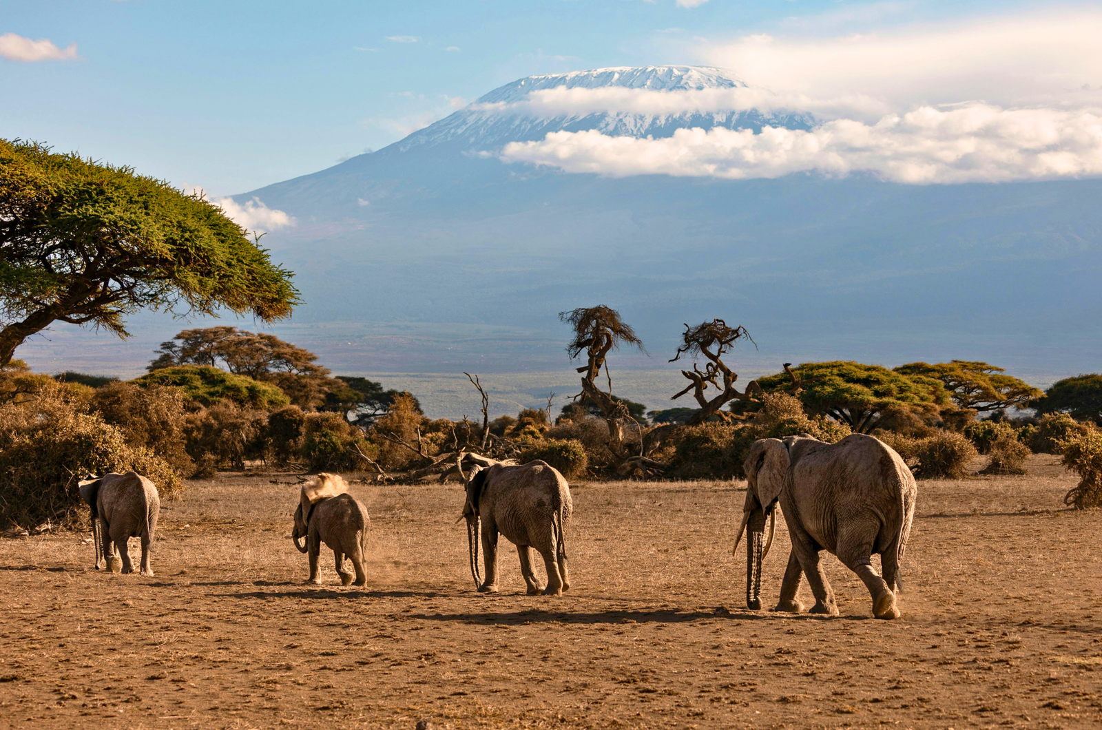 Koko Paradise - Safari