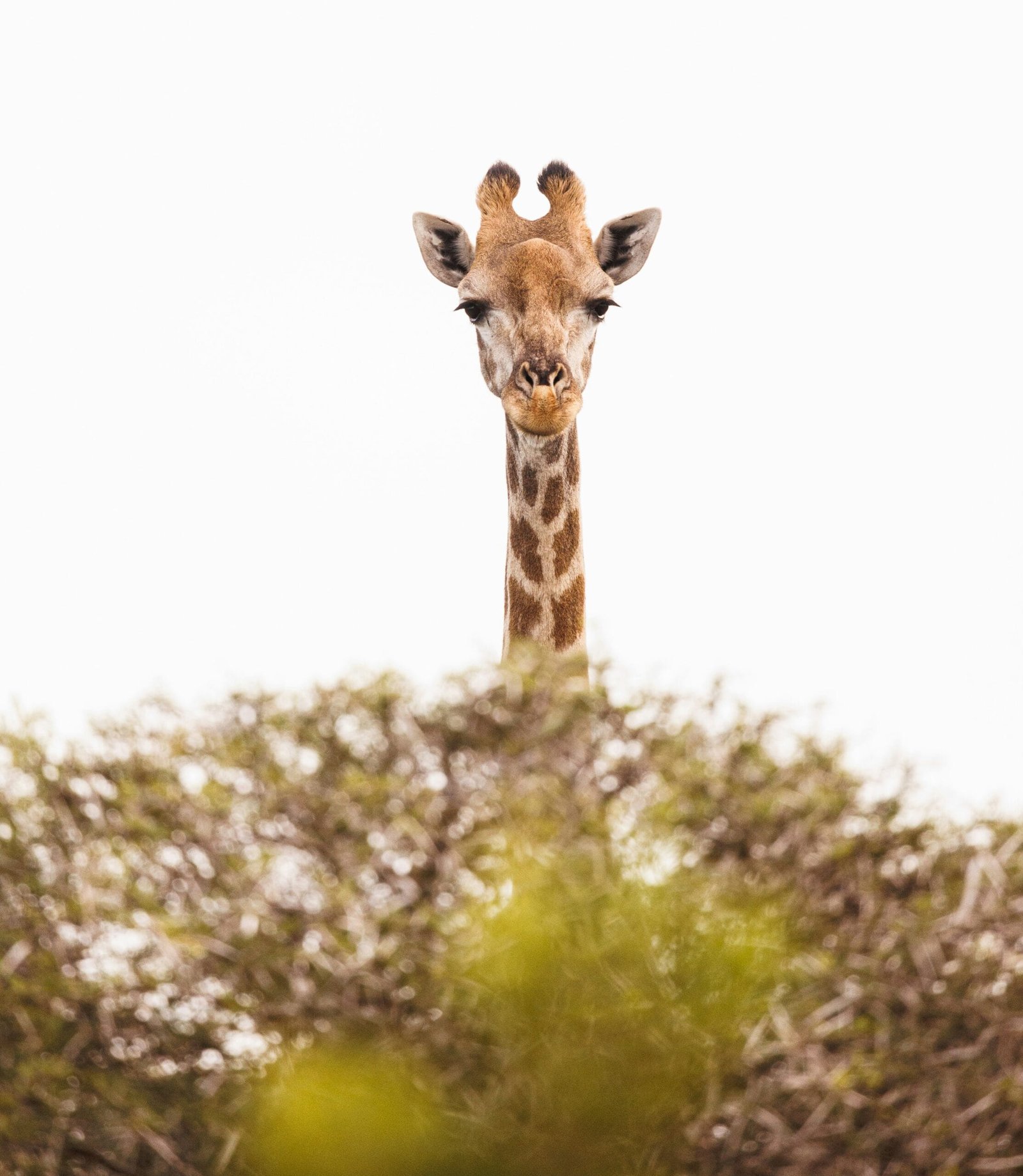 Koko Paradise - Travel Planner - Safari