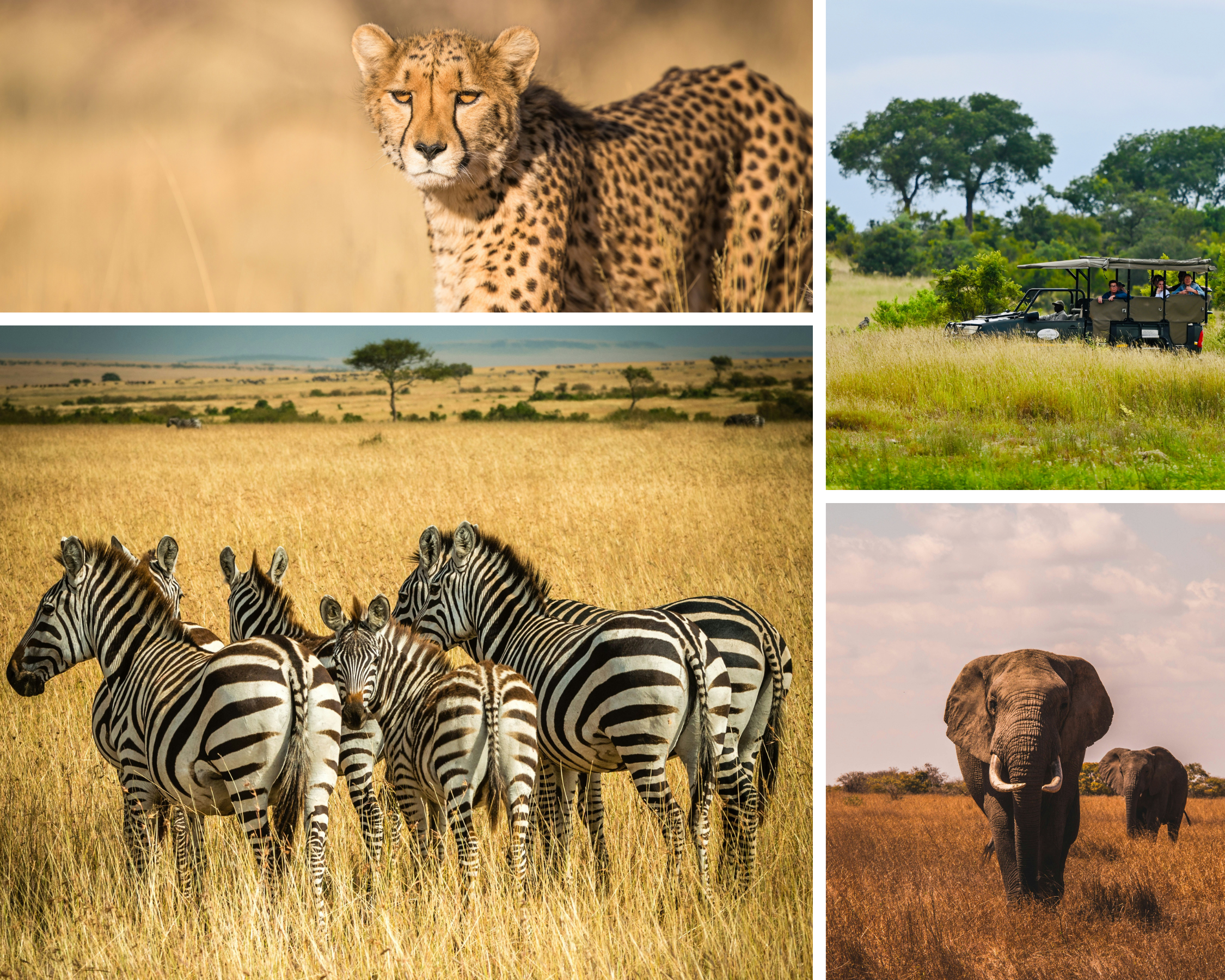 Koko Paradise - Travel Planner - Page services