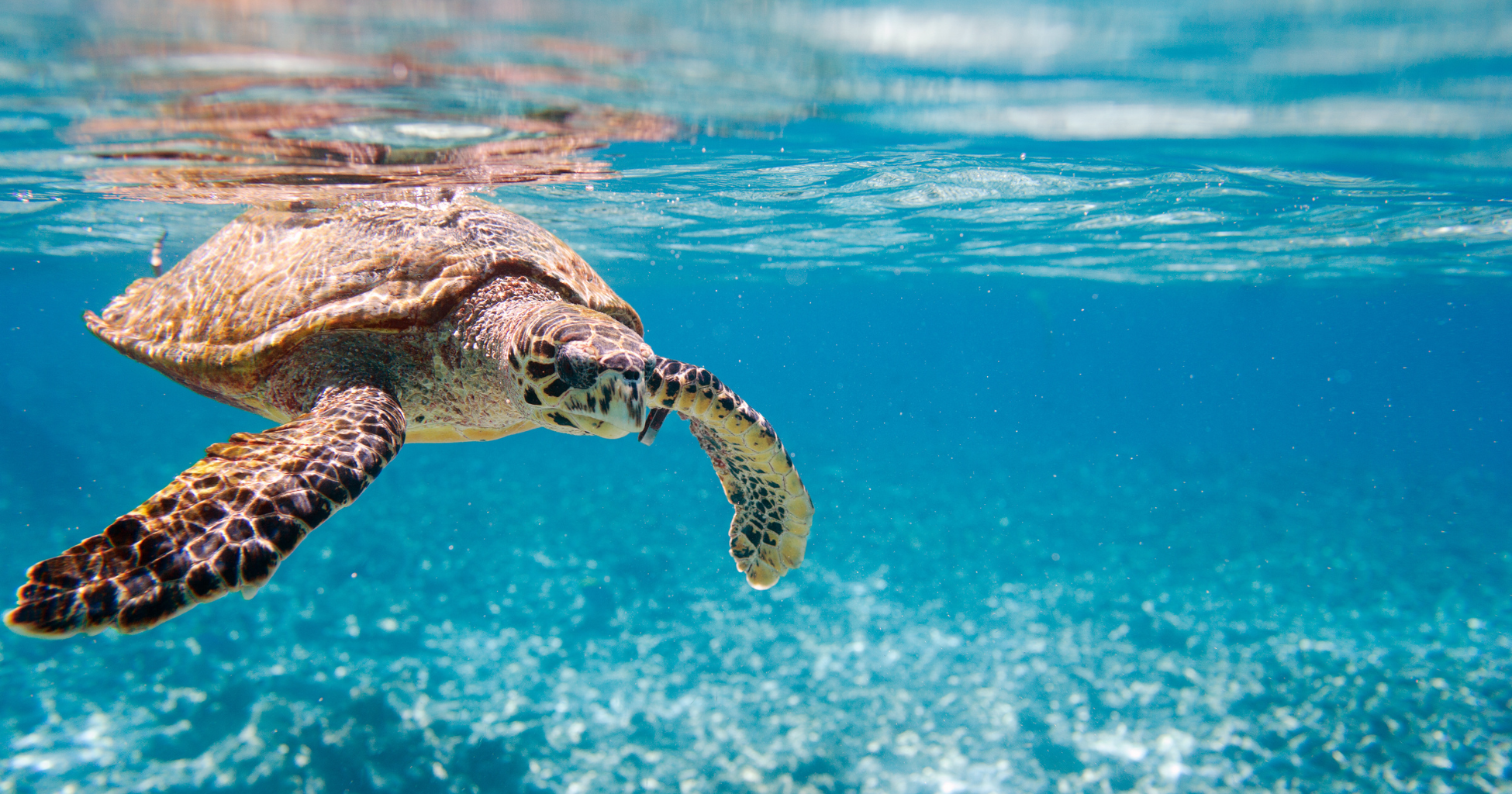Koko Paradise - Travel Planner - Les Maldives