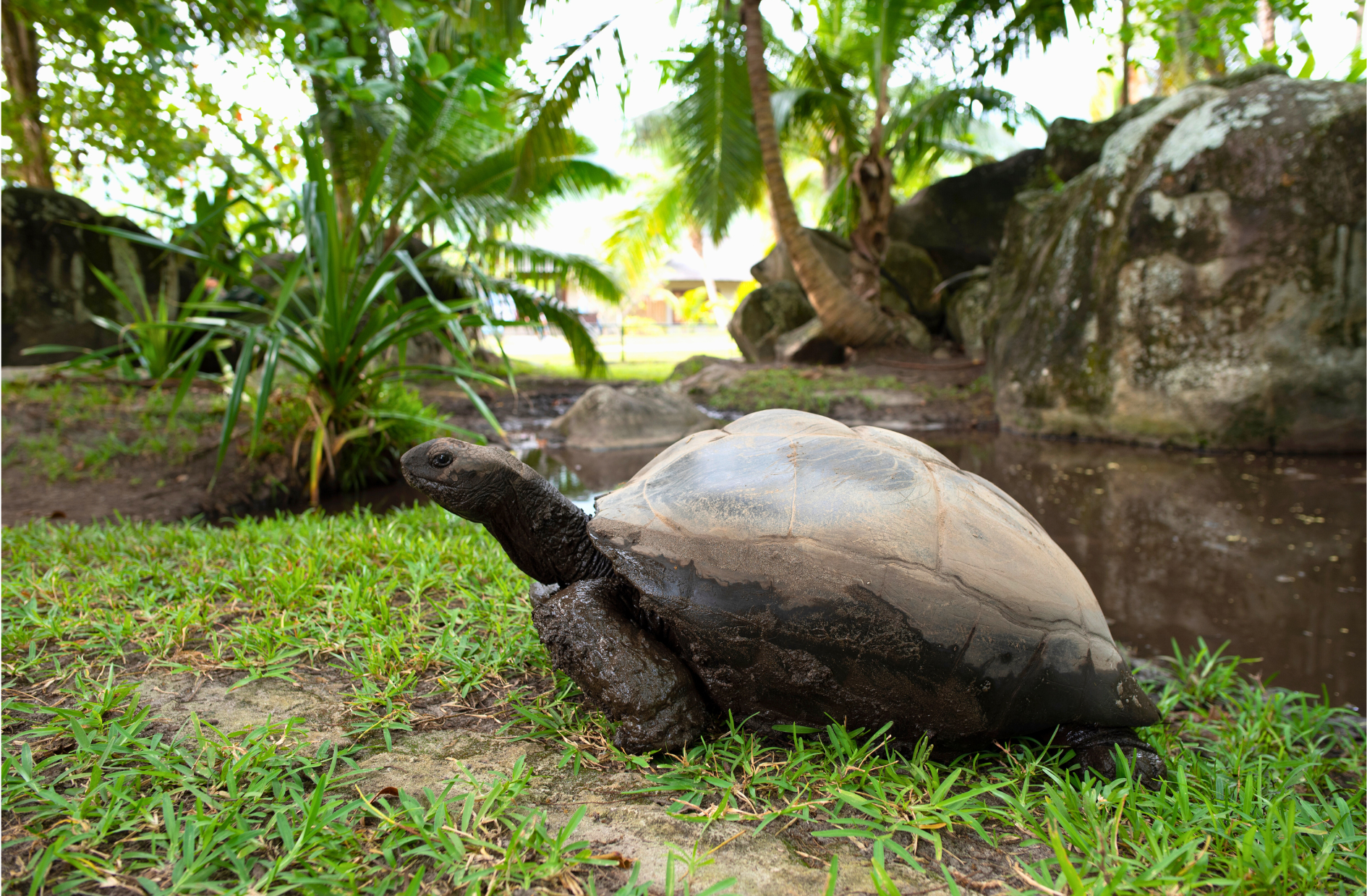 Koko Paradise - Travel Planner - Seychelles