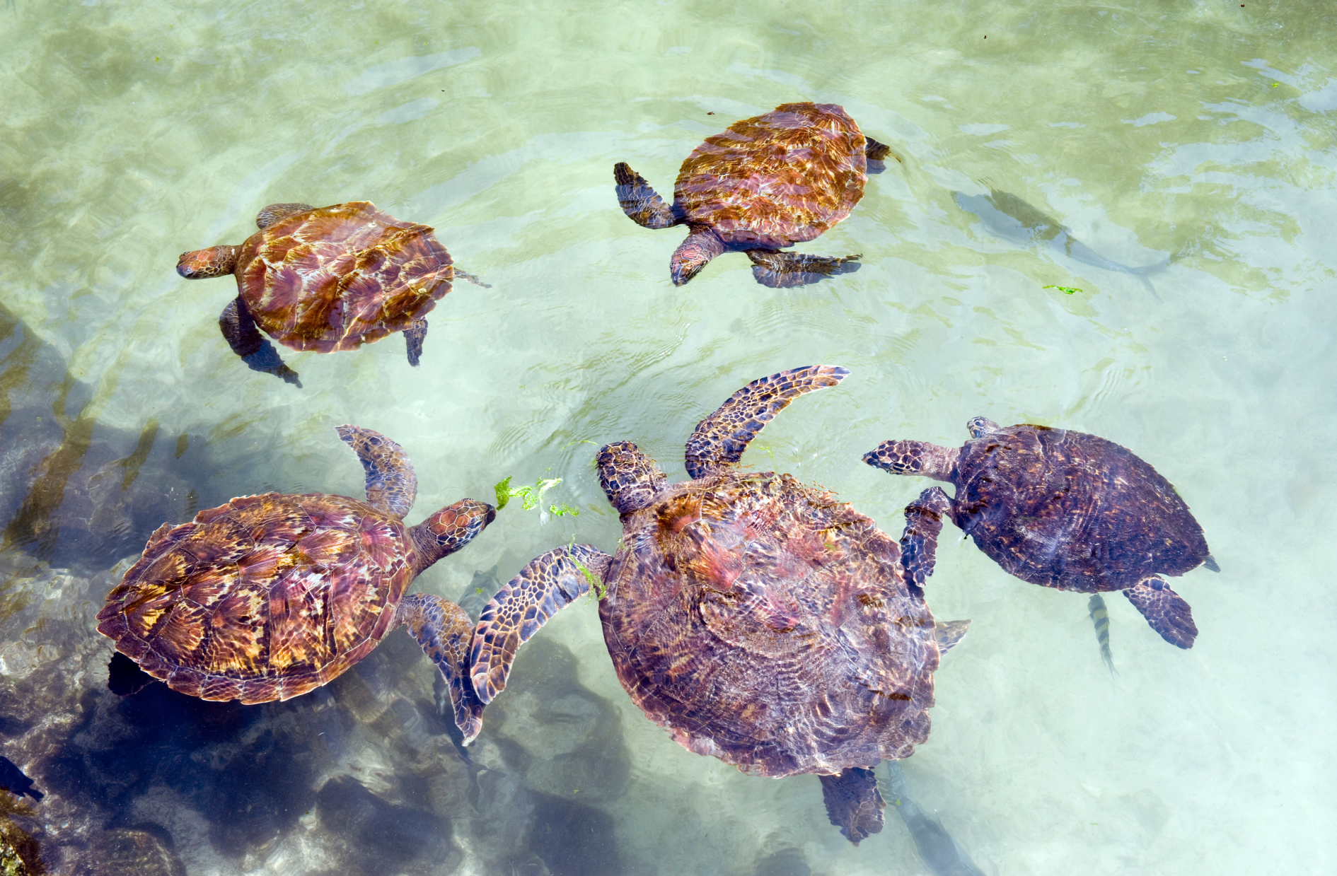 Koko Paradise - Travel Planner - Zanzibar