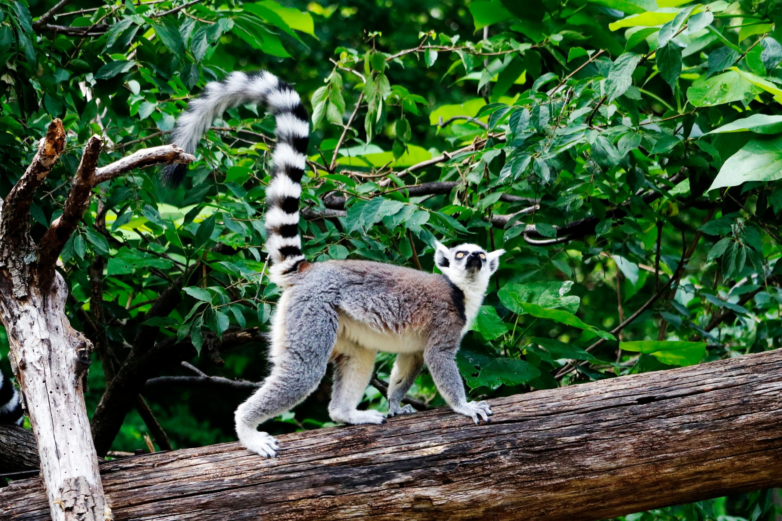Koko Paradise - Travel Planner - Madagascar