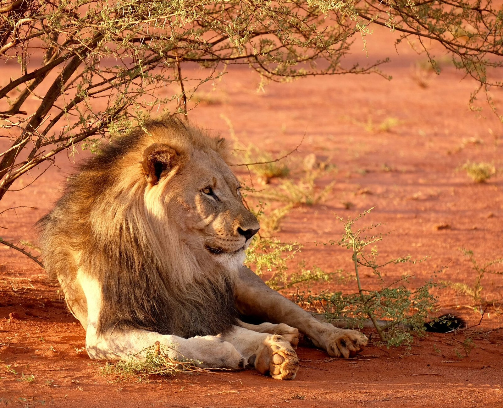 Koko Paradise - Travel Planner - Safari