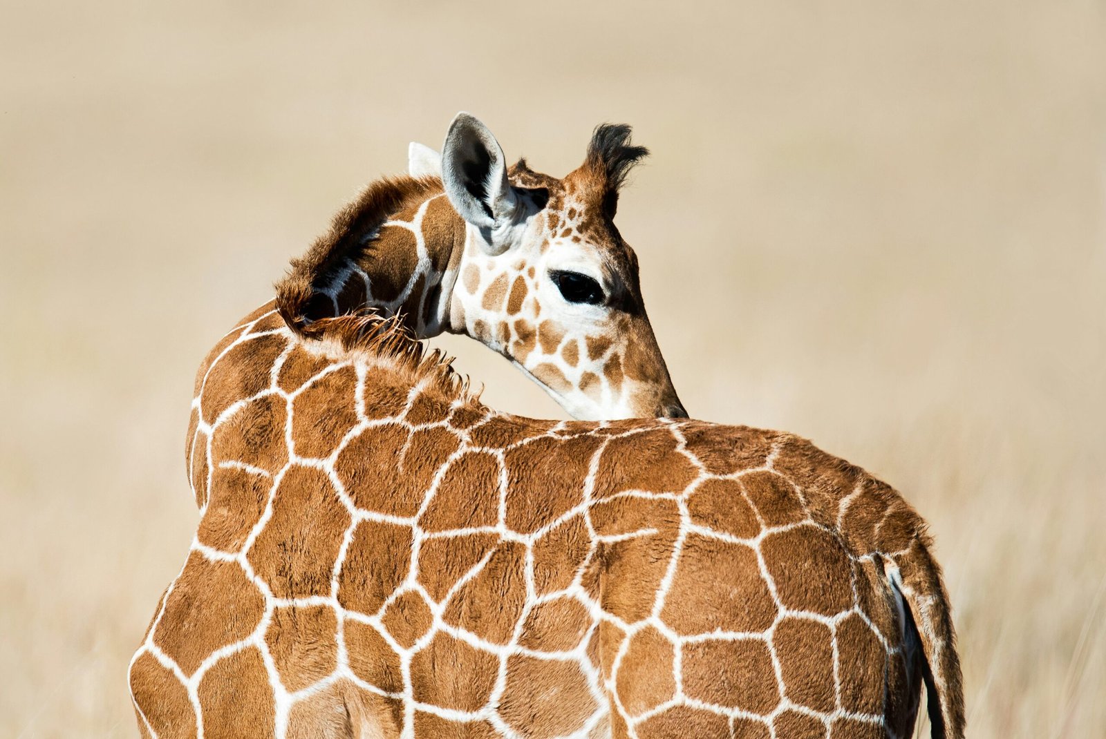 Koko Paradise - Travel Planner - Safari