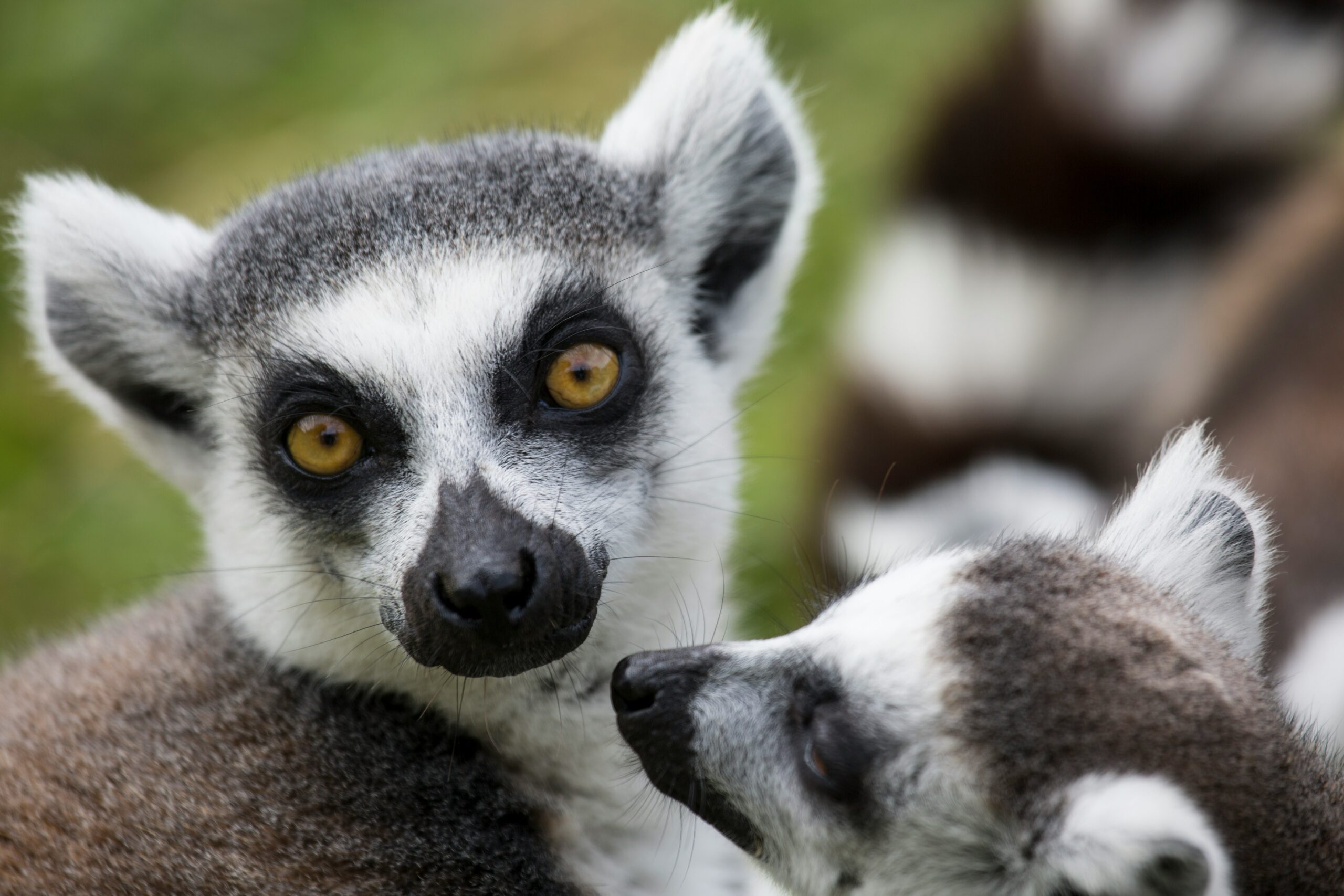 Koko Paradise - Travel Planner - Madagascar