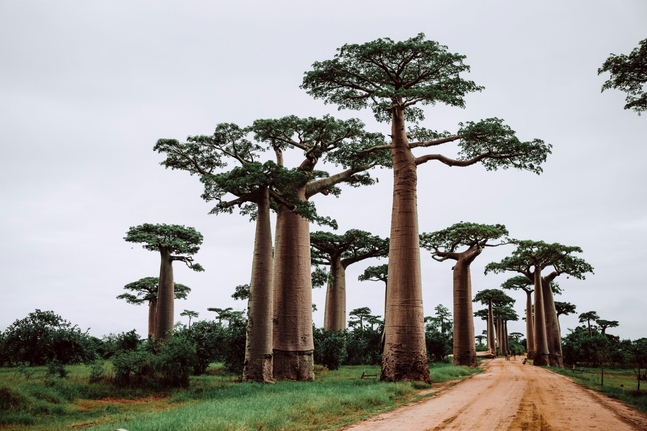 Koko Paradise - Travel Planner - Madagascar