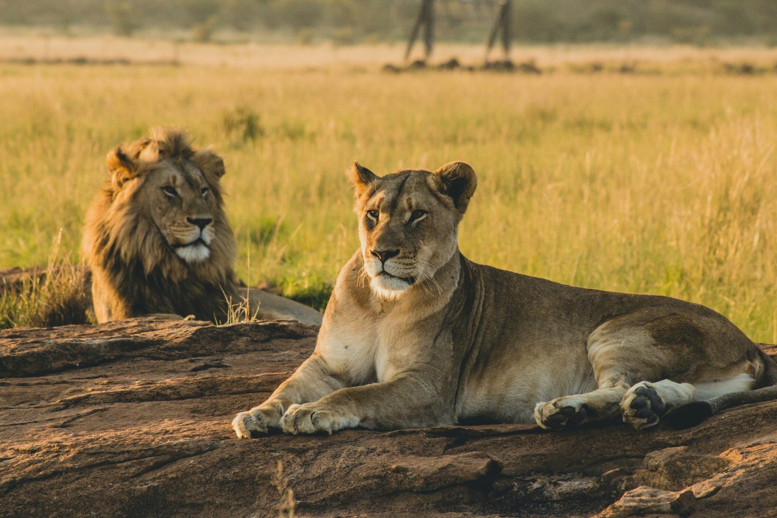 Koko Paradise - Travel Planner - Safari