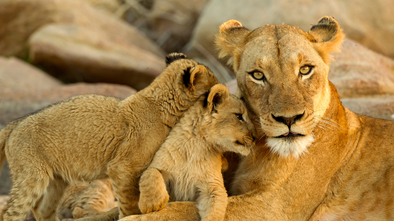 Organisation d’un safari en Tanzanie avec lodges de charme